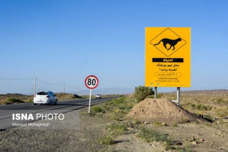 آخرین وضعیت ساماندهی جاده مرگ یوزپلنگ‌ها