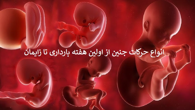 روند تکامل انواع حرکات جنین در هفته به هفته بارداری