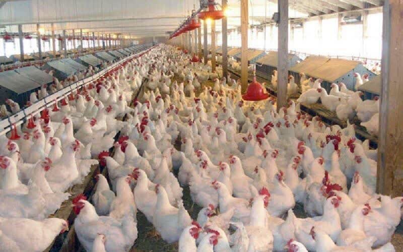 مرغ‌های تخم‌گذار به بحران خوردند